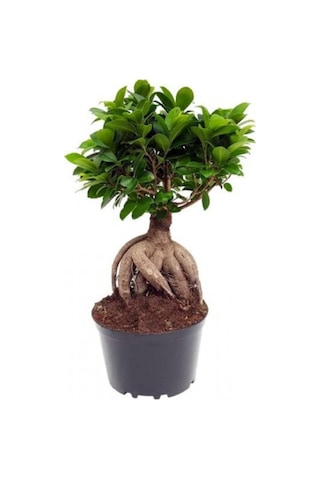 Serada Decor Plant Bonzai Fidanı Saksılı 20 Cm 40 Cm