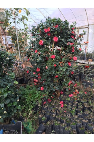 Kamelya Kırmızı 120-150 Cm