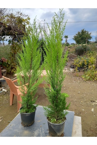 8 Adet Limon Çamı, Limon Servi 80-100 Cm. Siyah Saksıda