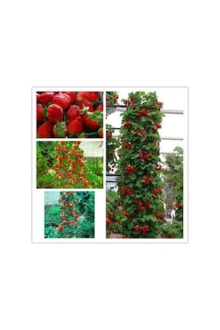 Alman Çilek Ağacı Tohumu Ekim Seti