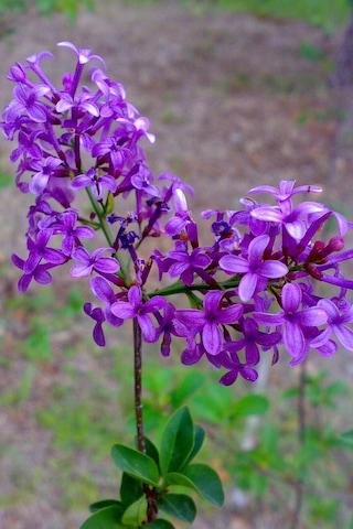 Videolu Leylak Fidanı 50 -60 Cm Saksılı/tüplü Dış Mekan Sarmaşık Bitkileri Lilac
