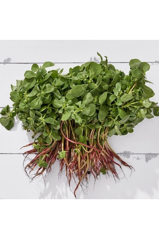 Roka Tohumu İthal, 1 Gram, 500 Adet