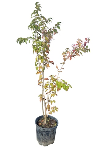 Ketembilla Fidanı 5 Yaş 120 Cm