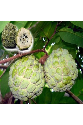 Sugar Apple Fidanı Aşısız 2 Yaş 40 Cm