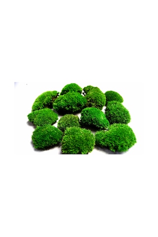KAYA YOSUNU MOSS 1000 cm² - TERARYUM ZEMİNİ CANLI YOSUN