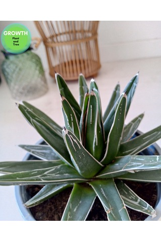 Agave Reginae-kraliçe Victoria Kaktüsü 1 Adet