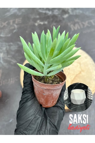 Sukulent Senecio Ficoides - Saksı Hediyeli