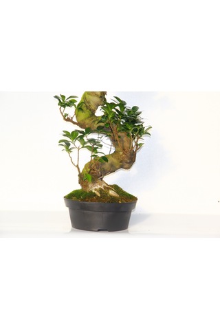 GİNSENG 10 YAŞINDA 60 CM