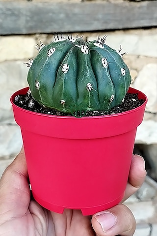 Melocactus Maxonii Inermis Nadir Tür Koleksiyonluk Kaktüs