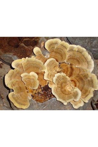 Hindikuyruğu Coriolus Versicolor 50 G