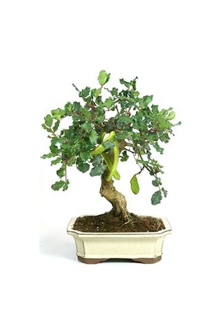 Bodur Keçi Boynuzu Bonzai Ağacı Tohumu 3 Tohum + Bonsai Toh