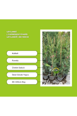 Leylandi Cupressocyparis Leylandii 80-100cm
