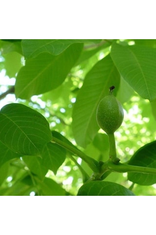 Aşılı Chandler Cevizi Tüplü 3 Yaşında Tüplü Bahçevilya
