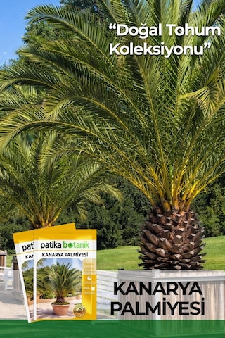 5 Adet Kanarya Palmiyesi Çiçek Tohumu (Phoenix Canariensis)