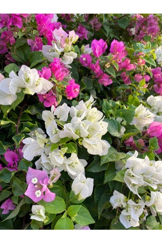 Çift Renk Pembe Beyaz Begonvil Çiçeği 1 Adet 45-65 Cm Saksılı/ Tüplü Bougainvillea
