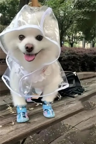 1 Adet-pomeranian Şeffaf Köpek Yağmurluğu Pvc, Su Geçirmez, Tüm Irklar İçin Uygun