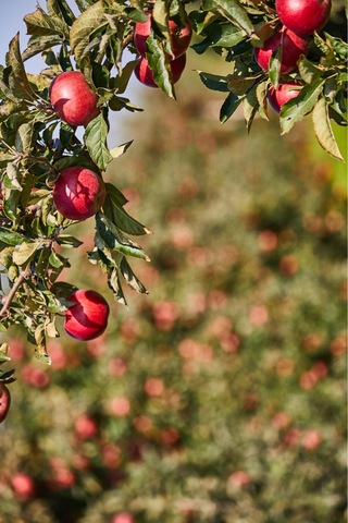 Elma Sirkesi 250 Ml- Doğal Fermantasyon Elma Sirkesi Geleneksel