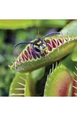 15 Adet Tohum Nepenthes Sinek Kapan Etobur Etçil Bitki Çiçek