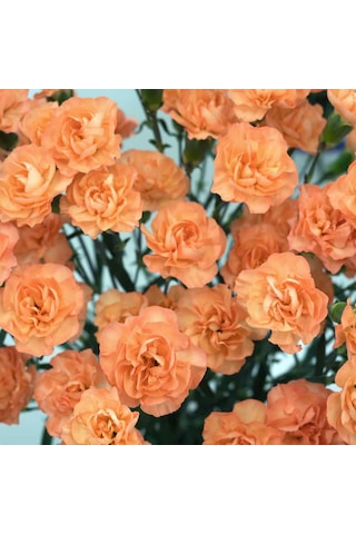 Chabaud Salmon Katmerli Karanfil Çiçeği Tohumu 70 Adet