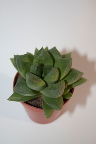 Haworthia Cymbiformis Optusa Sukulent Tekli 5,5 Cm Saksıda