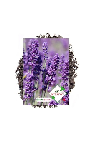 Arzuman Süs Bitki Lavanta Çiçek Tohumu