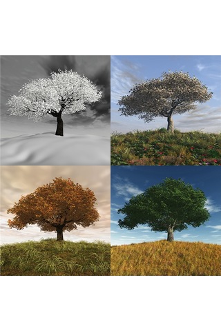 Dört Mevsim Ağaçlar Doğal Taş Bardak Altlığı 4'lü Set - Natural Stone Coasters - Taş Çok Renkli