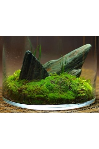 KAYA YOSUNU MOSS 1000 cm² - TERARYUM ZEMİNİ CANLI YOSUN