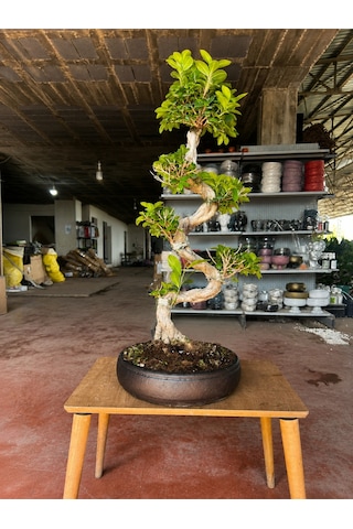Taş Saksı S Gövde Ginseng Bonsai 80cm