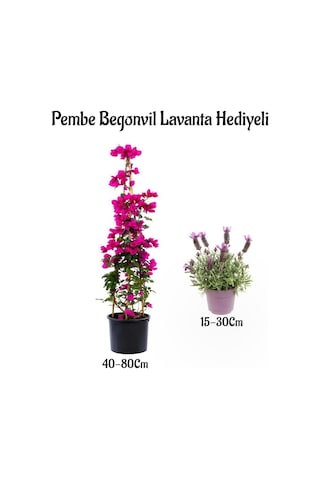 Pembe Renk Begonvil Çiçeği 40-80cm Mor Lavanta Fidanı Hediyeli Bahçe Bitkisi, Bts001na0915