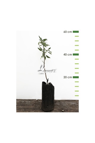 Badem Ferragnes Fidanı N11.483