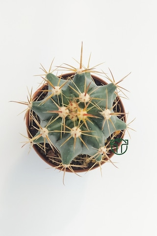 Ferocactus Horridus Kaktüs - 5.5 Cm Saksıda