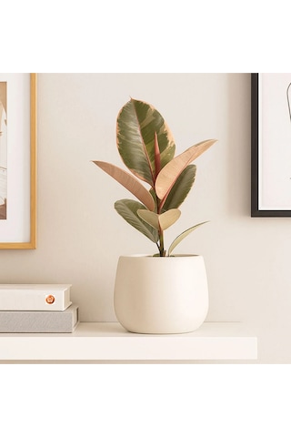 Pembe Alacalı Kauçuk Bitkisi Parlak Yapraklı Ficus Elastica 60-70 Cm
