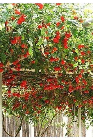 50 Adet Nadir Domates Ağacı Tohumu