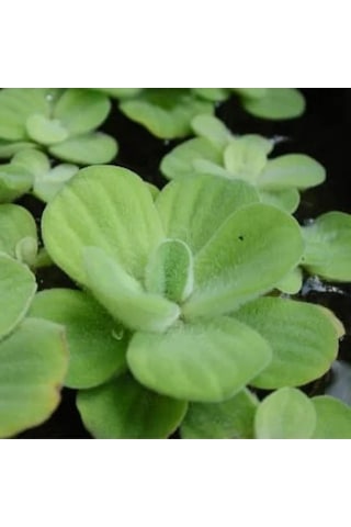 Pistia Su Marulu Bitkisi, Akvaryum Suyu Temizler Ve Filtreler