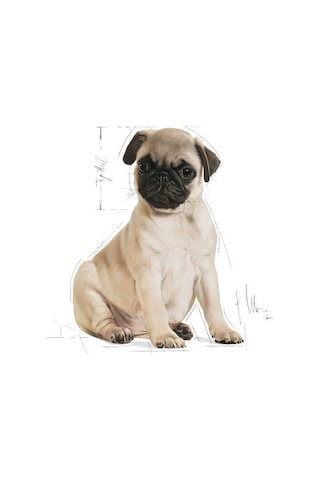 Royal Canin Pug Junior Yavru Köpek Maması 1.5 KG