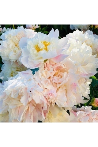 Beyaz Peonies Festiva Şakayık Çiçeği Yumrusu 1 Adet