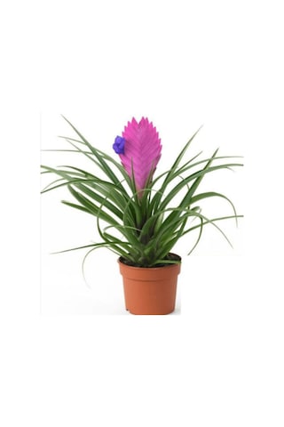Hava Bitkisi (Tillandsia) Airplant