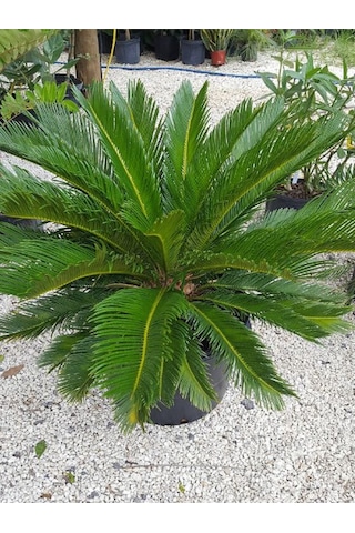 Formlu Cycas Revoluta - Sikas Japon Sago Palmiyesi 80-100cm Canlı İç Dış Mekan Bitkisi