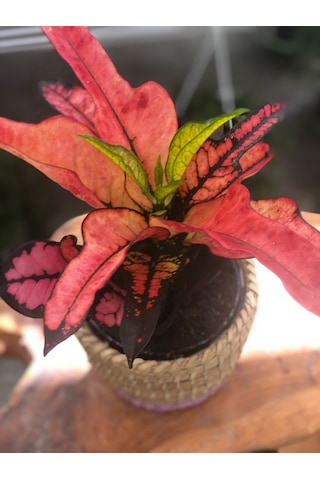 Hasır Saksıda Renkli Kraton - Codiaeum Variegatum Sunny Star N11.91