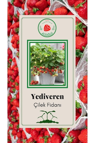 30 Adet Yediveren Çilek Fidesi Açık Kök ve Taze Söküm (Frigo)