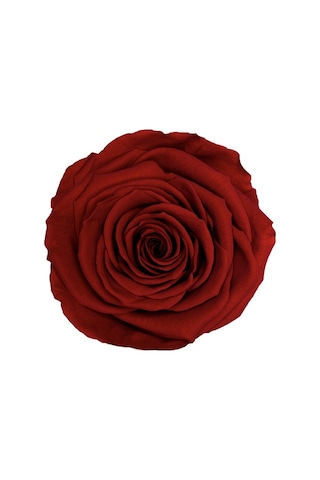 Rose Amor red-01 KOYU KIRMIZI şoklanmış solmaz gül XL 1 KUTU (6 A