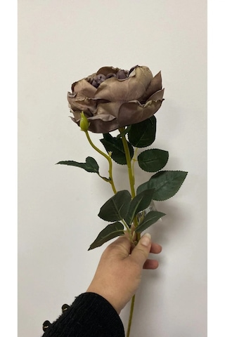 Kahve Austın Gülü 60 Cm Açık Kahverengi