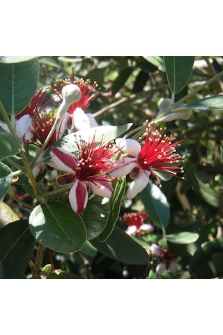 Kaymak Ağacı (Feijoa) Fidanı