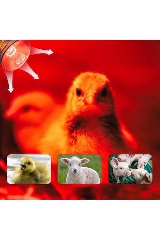 250w Tavuk Isı Lambası Ampulleri, Par38 Civcivler İçin Isı Lambası, Kızılötesi Isıtma Ampulleri 2 Paket