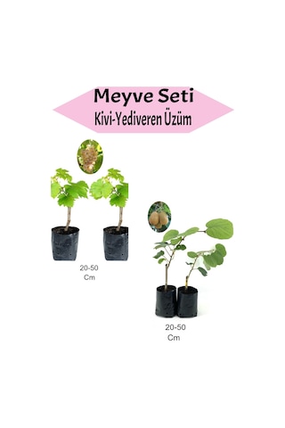 4'lü Meyve Seti 2 Adet Royal Üzüm+2 Adet Kivi Fidanı