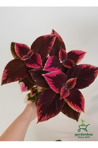 Alacalı Yaprak Güzeli Çiçeği 3 Adet Saksıda Kolyos Coleus 10-20 Cm