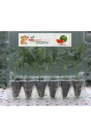 Fide Sepeti Karpuz Fidesi (6Lı Ambalaj) 320945866