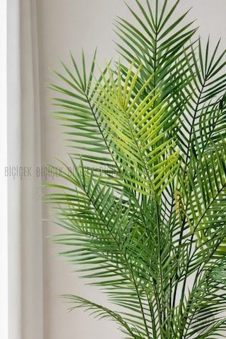 Biçiçek 160 Cm Areka Ağaci 24 Yapraklı Beyaz Li̇lyum Saksıda