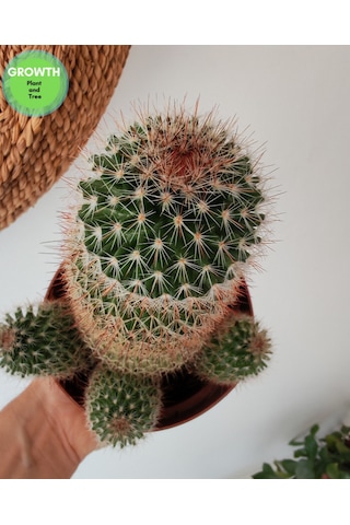 Mammillaria Densispina Kaktüs 1 Adet
