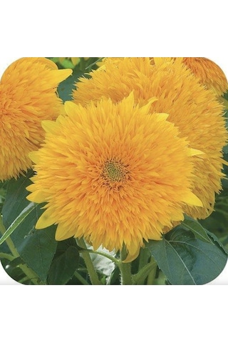 15 Adet Garden Sun Flower Gold Dwarf Tohumu